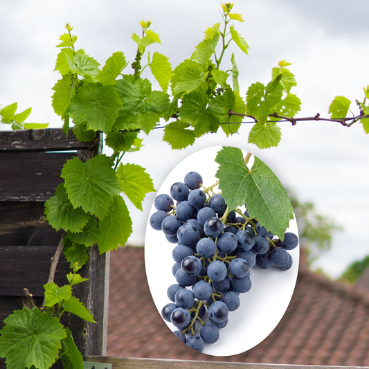 Rote Esstraube zum Pflanzen